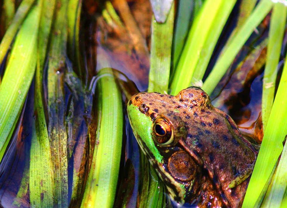 close-up-of-frog-lying-in-weeds-in-the-water-webversion(1).jpg