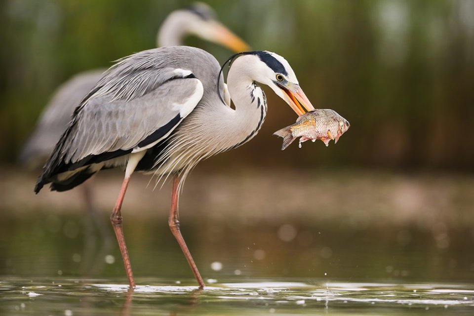 grey-heron-fishing-in-water-website(1).jpg