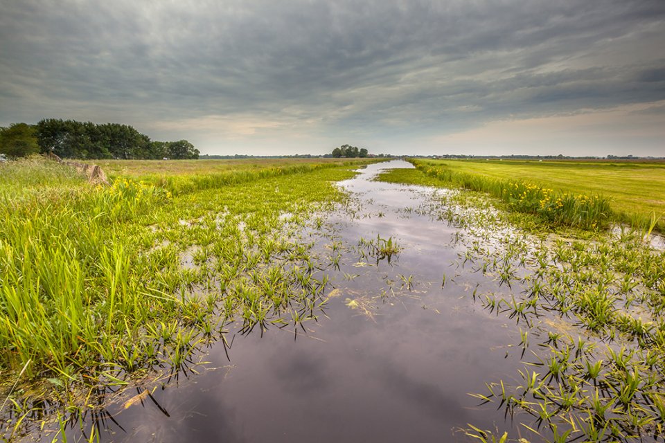 water-soldier-vegetation-2-webversion(1).jpg